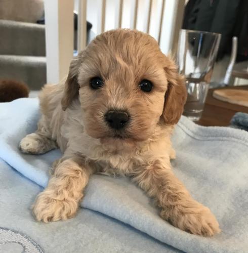Mollie - Cavapoochon