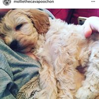 Mollie - Cavapoochon
