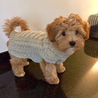 Mollie Maltipoo