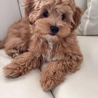 Mollie - Maltipoo