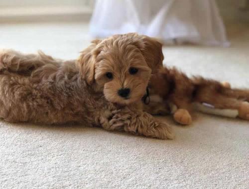 Ollie - Maltipoo