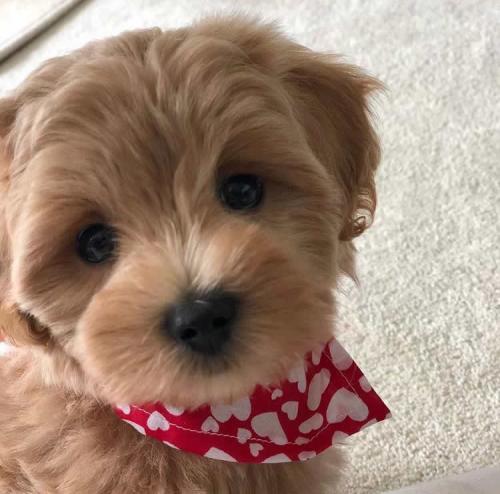 Ollie - Maltipoo