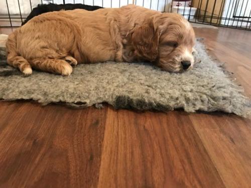 Otto - Cockapoo
