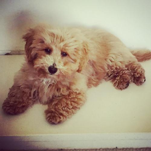 Peanut - Maltipoo