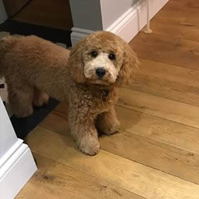 Peanut - Cavapoochon