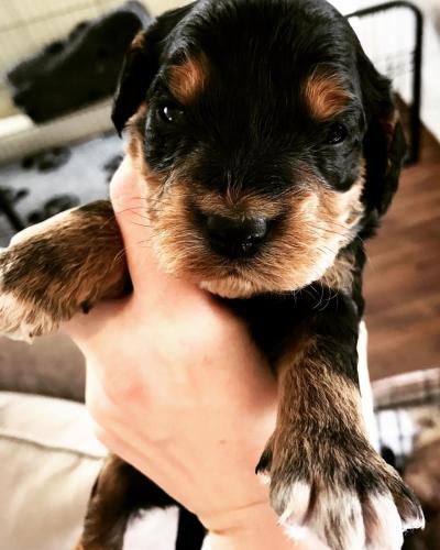 Pedro - Cockapoo