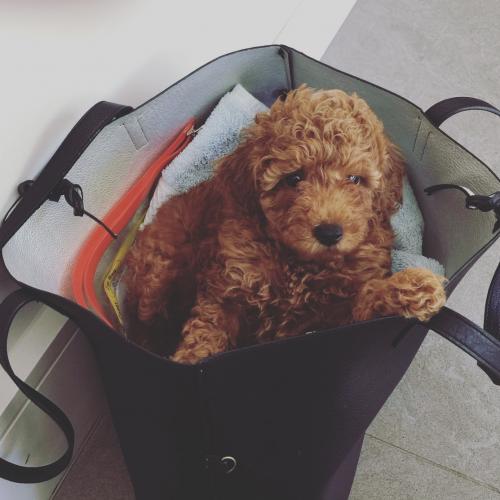 Pepe - Maltipoo