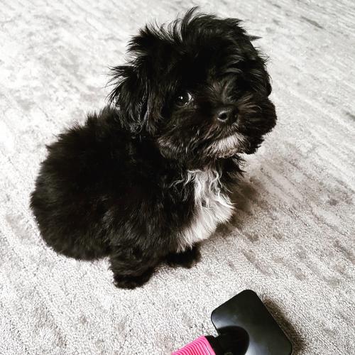 Rafi - Maltipoo