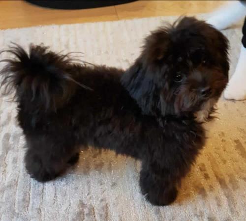 Rafi - Maltipoo