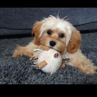 Rosie Cavapoo
