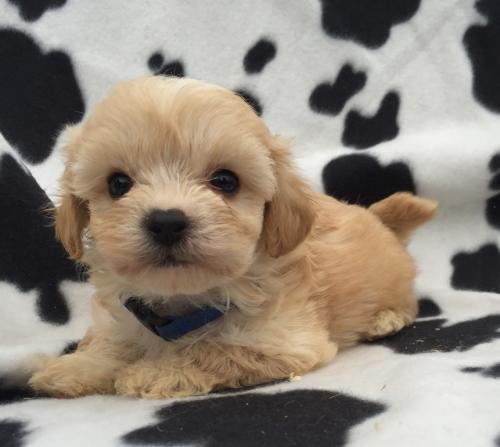 Simba - Cavapoochon