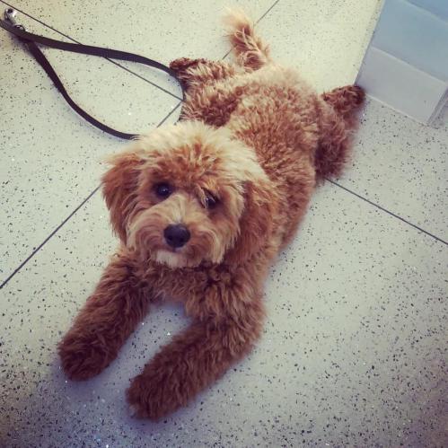 Simba - Cavapoochon