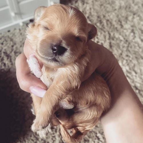 Teddy - Maltipoo