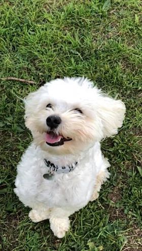 Teddy - Maltipoo