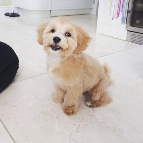 Theo - Maltipoo