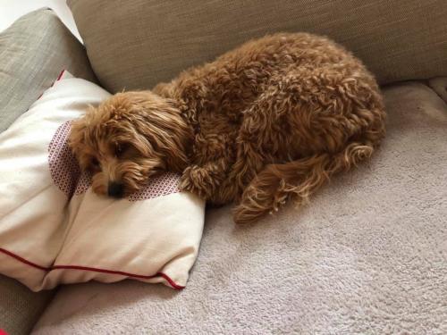 Trixie - Cavapoochon