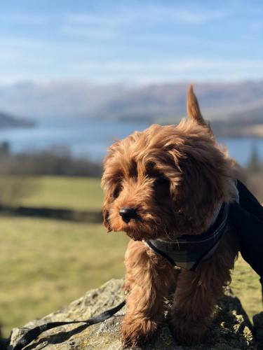 Chewie - Cavapoo