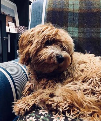 Chewie Cavapoochon