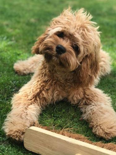 Elvis - Cavapoo