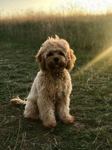 Elvis - Cavapoo